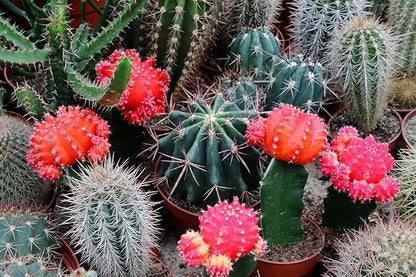 Seeds Indoor Cactus Exotic Mix Succulents Barrel Flowers Non GMO