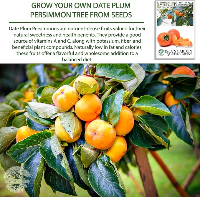 Date Plum Persimmon Tree Seeds (Diospyros Lotus) – 30+ Non-GMO & Heirloom Seeds, Exotic & Rare Fruit Tree, 80% Germination Rate, by Isla’s Garden Seeds, Unique Edible Landscape Addition