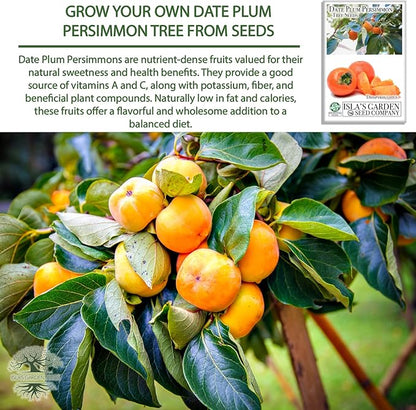 Date Plum Persimmon Tree Seeds (Diospyros Lotus) – 30+ Non-GMO & Heirloom Seeds, Exotic & Rare Fruit Tree, 80% Germination Rate, by Isla’s Garden Seeds, Unique Edible Landscape Addition
