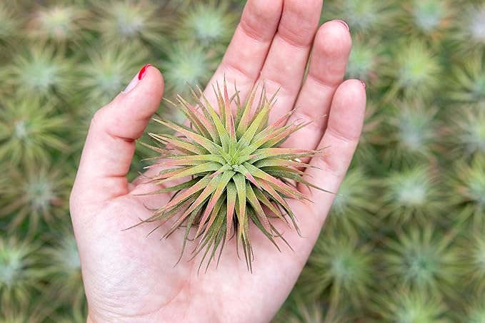 Air Plants Ionantha Mexican - Colors and Shape Varies Due to Seasonality-Live Tillandsia Succulent House Plants - Available in Wholesale and Bulk - Home and Garden Decor-Easy Care Plants (Pack of 5)