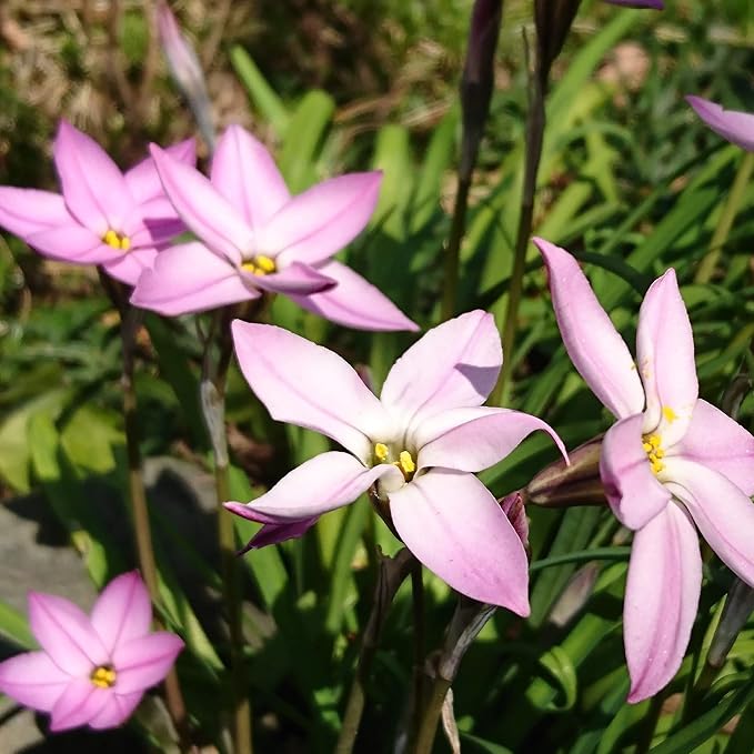 Easy to Grow Starflower 'Charlotte Bishop' Plant Bulbs (10 Pack) - Light Pink Flowering Blooms in Spring Gardens