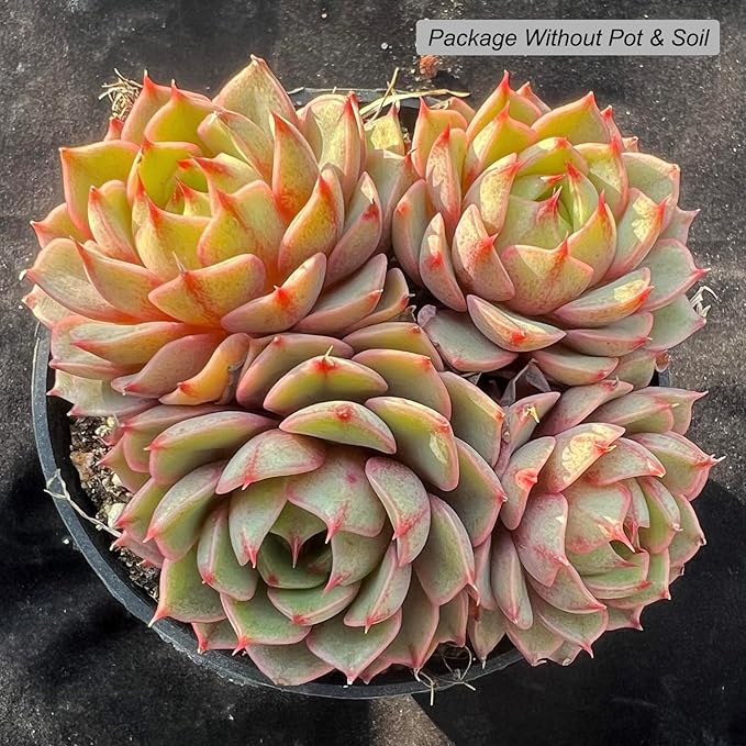Echeveria Ben Badis Rare Live Succulent Plants, Orange 3-4 Heads 3.5" Live Plant, Package Without Pot & Soil, Garden Indoor Office Desk, Wedding Party Baby Shower Decoration, Friend Plant Lovers Gifts