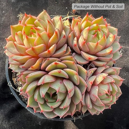 Echeveria Ben Badis Rare Live Succulent Plants, Orange 3-4 Heads 3.5" Live Plant, Package Without Pot & Soil, Garden Indoor Office Desk, Wedding Party Baby Shower Decoration, Friend Plant Lovers Gifts