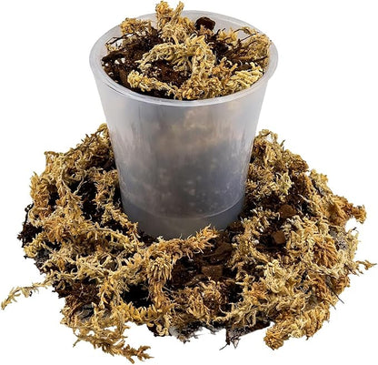 Gardenera Premium Orchid Mix by GARDENERA | Fern + New Zealand Pine Bark + Sphagnum Moss + Perlite | Best for Growing and Repotting Orchids - 5 Quart Bag