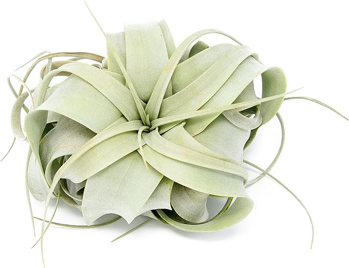 Seedling Xerographica Air Plants 2 to 4 Inch Wide - Tillandsia Succulent House Plants - Available in Wholesale and Bulk - Home and Garden Decor Holders - Easy Care Indoor and Outdoor Plants (1 PC)