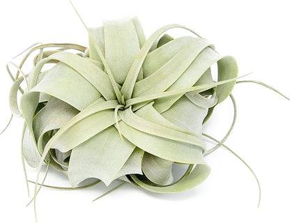 Seedling Xerographica Air Plants 2 to 4 Inch Wide - Tillandsia Succulent House Plants - Available in Wholesale and Bulk - Home and Garden Decor Holders - Easy Care Indoor and Outdoor Plants (1 PC)