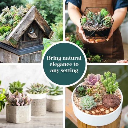 Shop Succulents Assorted Succulent Plant Pack Bulk Collection - Live Mini Succulent Plants, Low Maintenance, Mixture of Colors & Textures - Wedding and Party Favors, Gift & Garden, Pack of 64