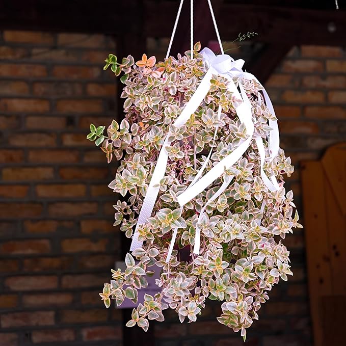 Sprout N Green 4" Sedum Little Missy Variegated, Live Trailing Succulent Fully Rooted in Pots, Rare House Plant for Home Office Wedding Hanging Decoration, DIY Projects, Party Favor