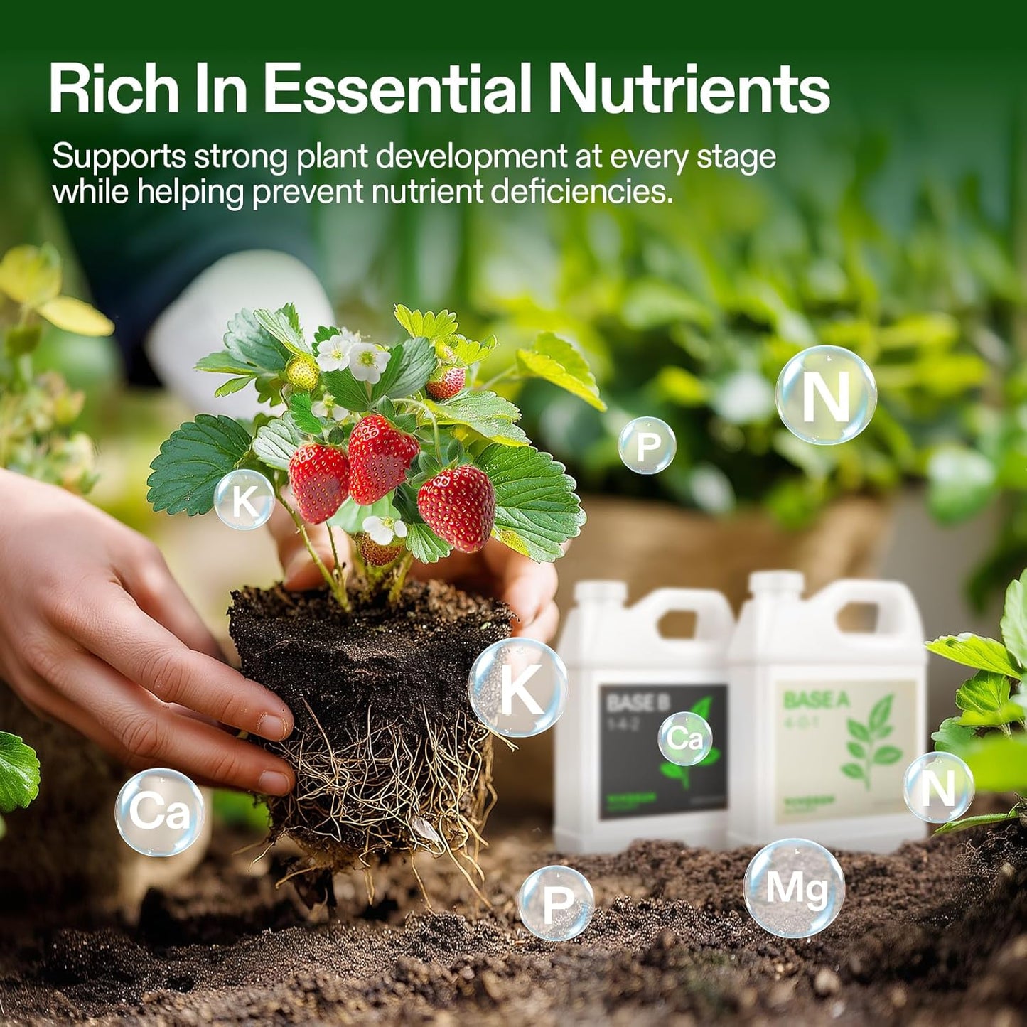 VIVOSUN Liquid Nutrients Base A & B Bundle, Grow Big Hydroponic Fertilizer, Supports Vegetative and Flowering Stages for Outdoor, Indoor Plants, Best Plant Food, Set of Quarts