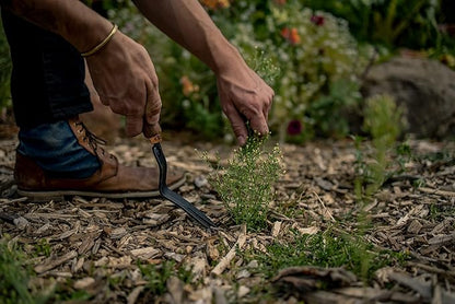 Barebones Dandelion Weeding Fork - Gardening Hand Tools - Japanese Hand Weeder, Weed Puller, and Weed Remover Tool (Walnut/Black)