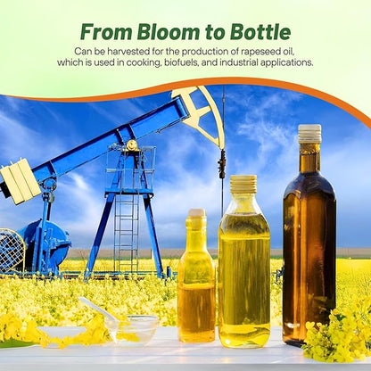 Outsidepride Trophy Forage Rape Seed - 1 Lb Heat, Cold & Drought-Tolerant Brassica Food Plot Seed, Ideal for for Deer & Livestock Grazing, Fall Planting, Soil Improvement, & Erosion Control