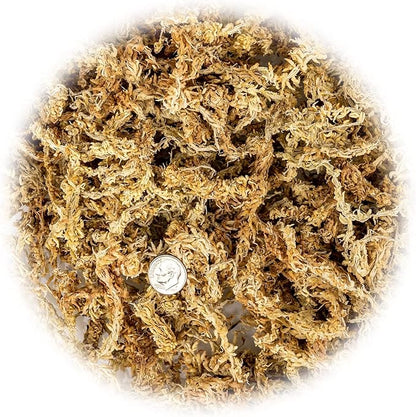 Premium Grade Sphagnum Moss by Gardenera - Organic Hand Mixed New Zealand Long Fibered Sphagnum Moss Orchid - 2 Quart
