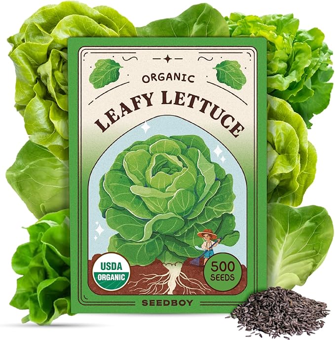 Seedboy Organic Lettuce Seeds for Planting Indoor and Outdoor, Non-GMO and USDA Certified Vegetable Seed Packet for Hydroponic Garden Indoor or Planting Outdoors (Buttercrunch Lettuce)