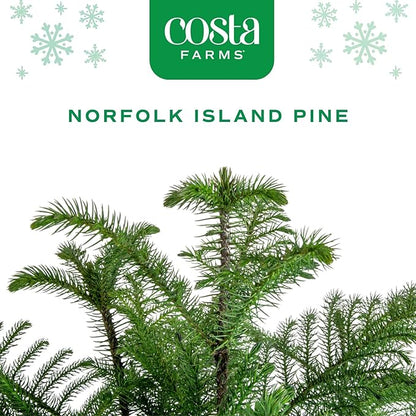 Costa Farms Live Christmas Tree (Pack of 2), Norfolk Island Pine in Holiday Gifting Wrap Plant Pot, Houseplant Christmas Decoration, Christmas Gift or Room Decor, 18-20 Inches Tall