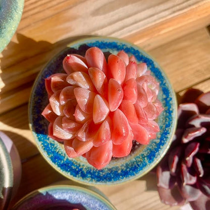 FWPP Live Succulents Plants Echeveria Ruby 2.5 inches,Rare red Succulents Bare Root Without Pot Soil, Live Plants Indoor Office Decoration Wedding and Gift