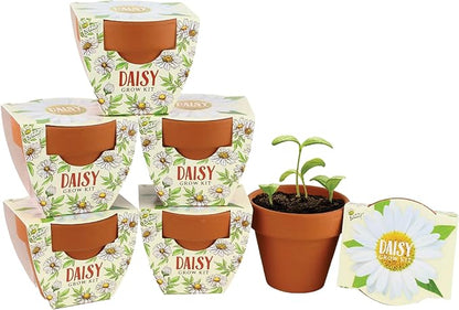 BUZZY Seeds Daisy Daydream Collection Mini Terracotta Grow Pots 6-Pack, All-in-One Starter Kit with Seed Packs and Growing Medium, Wedding Favors, Gardening Gifts, Stocking Stuffer