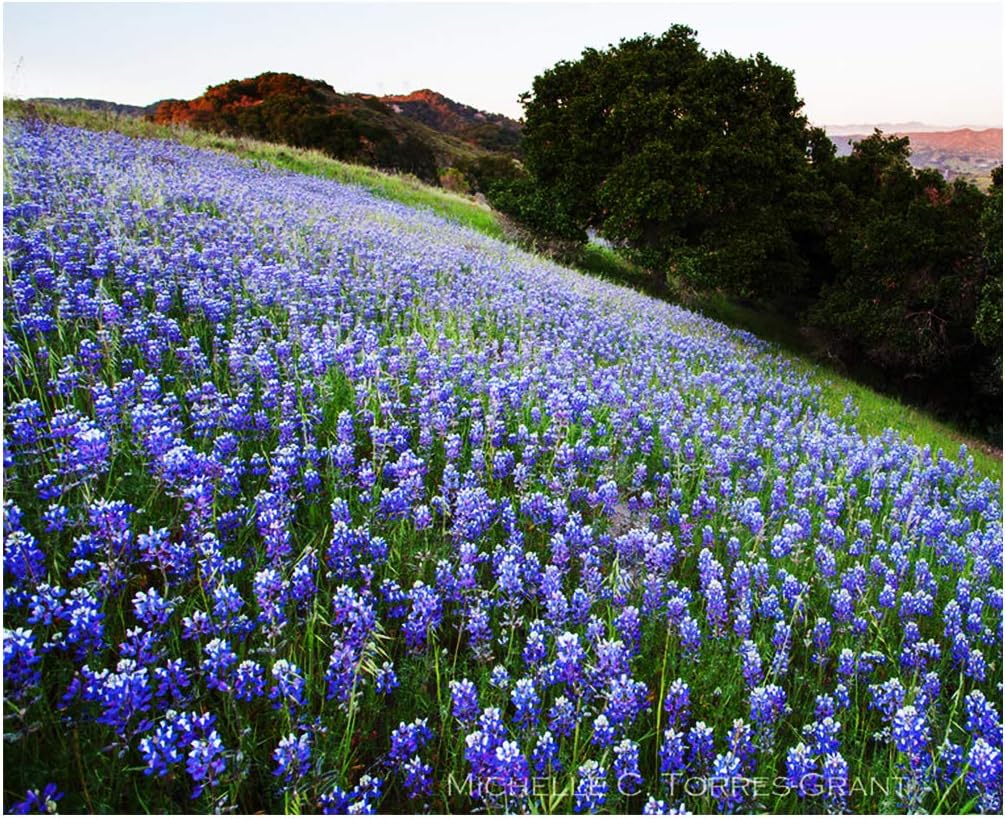 Mixed Lupines with Many Colors - 250 Seeds