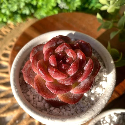 FWPP Live Succulents Plants Echeveria Snow Lotus 2 inches,Rare red Succulents Bare Root Without Pot Soil, Live Plants Indoor Office Decoration Wedding and Gift