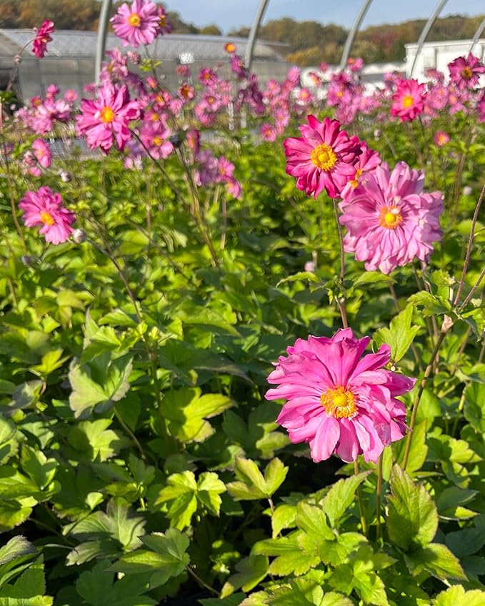 Perennial Farm Anemone x Hybrida 'Pamina' – Live Windflower in #1 Container, Semi-Double Deep Rose-Pink Blooms, Long Blooming, Deer Resistant, Perfect for Borders, Shade & Pollinator Gardens