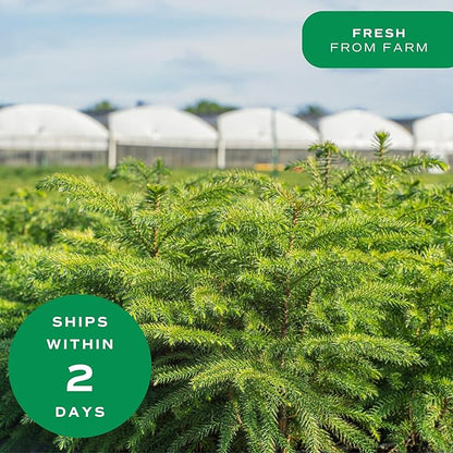 Costa Farms Live Christmas Tree, 18 to 20-Inches Tall, Decorated with Christmas Gift Wrap, Ornaments and Tree-Topper, Fresh From Our Farm