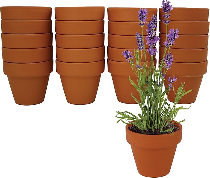 BUZZY Seeds Terracotta Mini Grow Pots | Herb, Plant, Flower Starter Kit for Kids & Adults | Assorted 20-Pack, | Lavender Seeds Guaranteed to Grow | Indoor Grow Your Own Plant Gardening Gift