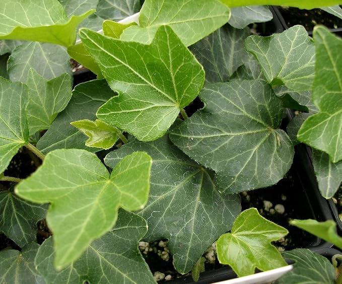 Thorndale English Ivy 48 Plants - Hardy Groundcover - 1 3/4" Pots