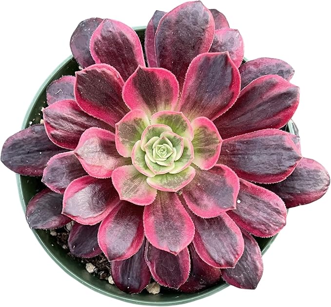 Sprout N Green Aeonium 'White Wedding Dress', Live Rare Succulent Potted 4" Planter, Real House Plant for Party Favors Home Indoor Outdoor Garden Wedding Decoration DIY Projects