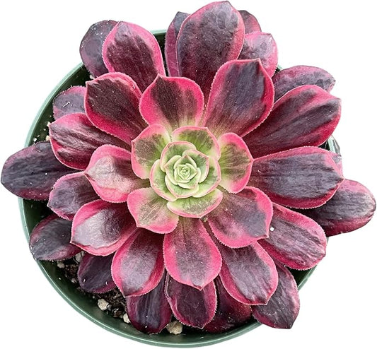 Sprout N Green Aeonium 'White Wedding Dress', Live Rare Succulent Potted 4" Planter, Real House Plant for Party Favors Home Indoor Outdoor Garden Wedding Decoration DIY Projects