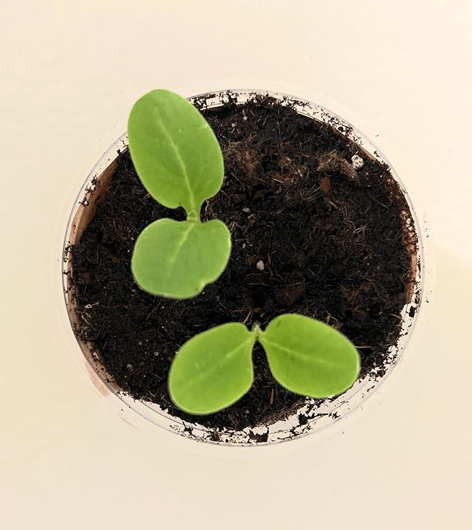 Tree Grow Kit | Easy to use | Educational | Memorial Gift | Plant It for The Planet | Grow Your Own Tree |Wide Selection to Choose from (Kiwi)