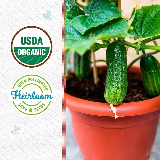 Back to The Roots 100% Organic Heirloom Seeds - Compact Cucumber Seeds for Planting Value Pack (3g Total)