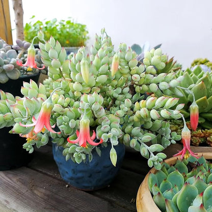 4" Cotyledon Pendens, Live Succulent Fully Rooted in Pots with Soil Mix, Rare House Plant for Home Office Wedding Indoor Outdoor Decoration, DIY Projects, Party Favor