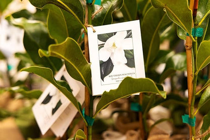 Southern Magnolia Sympathy Gift Tree by The Magnolia Company - Get Beautiful and Fragrant Flowers on Lush in Memory Magnolia Tree Gift - Can Not Ship to California
