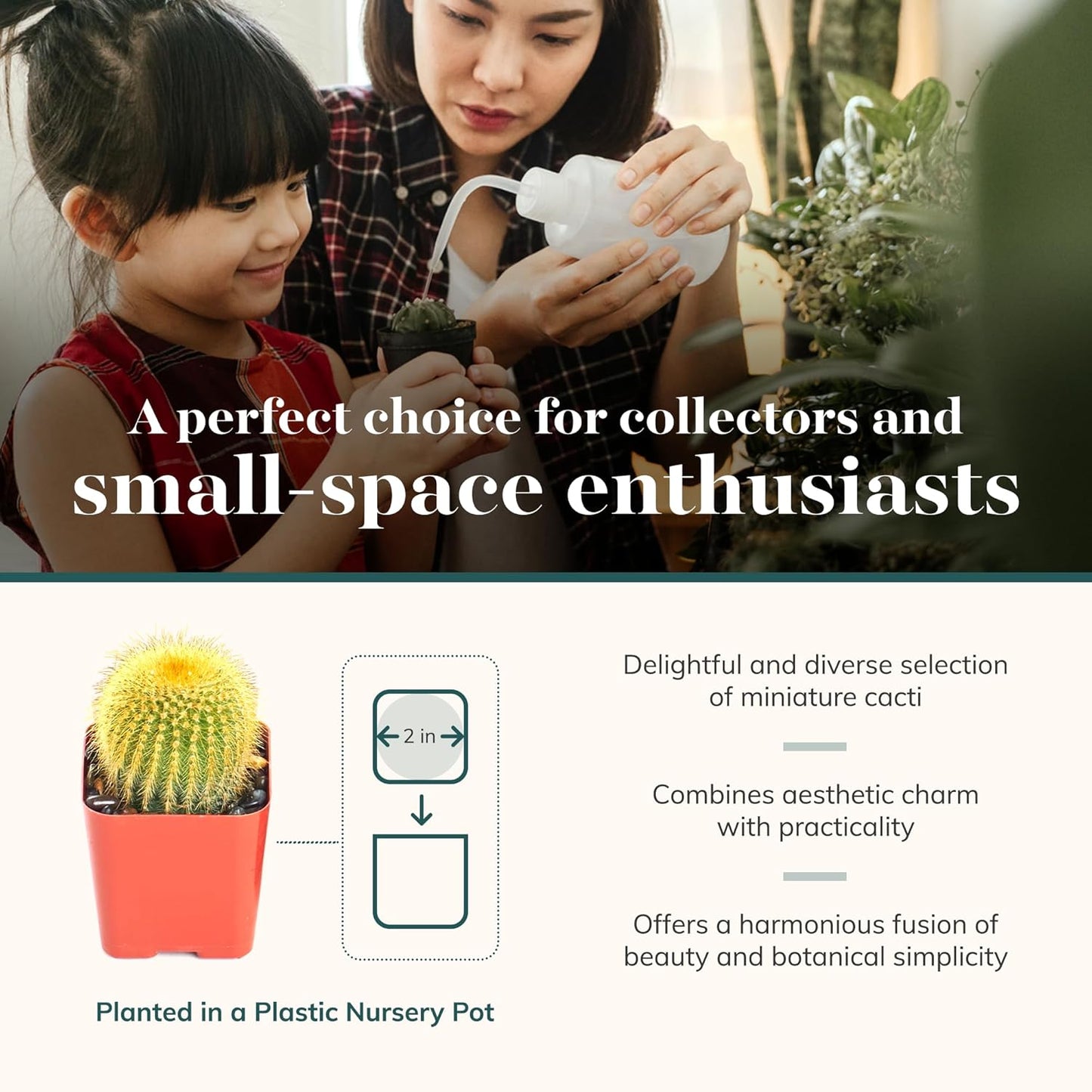 Shop Succulents Premium Live Mini Cactus Plants in Bulk 2" Pots, Easy Care Indoor or Outdoor Gardening, Terrariums, Favors, & Contemporary Spaces with Hardy, Resilient Varieties, Pack of 40