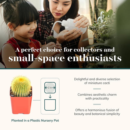 Shop Succulents | Can't Touch This Collection | Assortment of Hand Selected, Fully Rooted Live Indoor Cacti Plants, 5-Pack