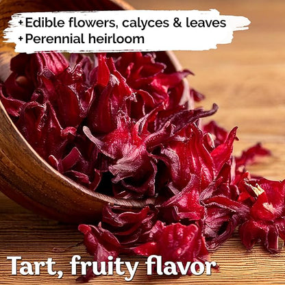 KVITER 150 Roselle Seeds for Planting (Hibiscus Sabdariffa) – Jamaican Sorrel/Cranberry Hibisco Seeds/Gongura Seed/Sour Leaf Seed – Perfect for Hibiscus Tea Organic, Outdoor & Indoor Garden