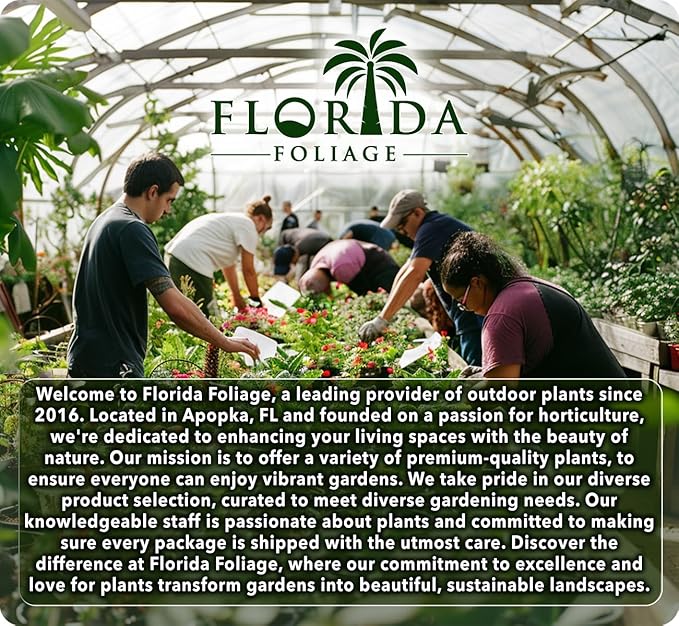 Carolina Sapphire | 1 Extra Large 3 Gallon Tree | Cupressus arizonica 'Carolina Sapphire' | Privacy Screen | Fast-Growing Evergreen Plants for Landscaping