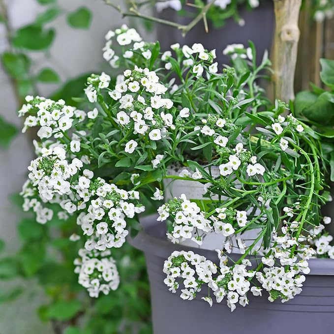 Back to The Roots 100% Organic Heirloom Seeds - Alyssum Flowers Value Pack (200mg Total)