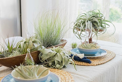 3 Pack Large Xerographica Air Plants 5 to 7 Inch Wide-Air Plants Live Tillandsia Succulent House Plants Holders-Available in Wholesale and Bulk-Home and Garden Decor-Easy Care Indoor Outdoor(