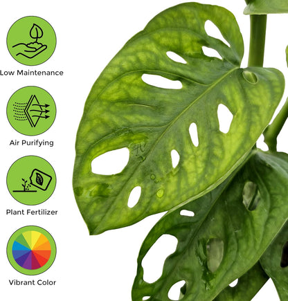 Bumble Plants Monstera Adansonii Real Indoor Plants Live Houseplants [Winter Thermal Packaging Included] | Air Purifier Indoor Plants | Real Plants Decor for Living Room, Office, Desk & Bathroom