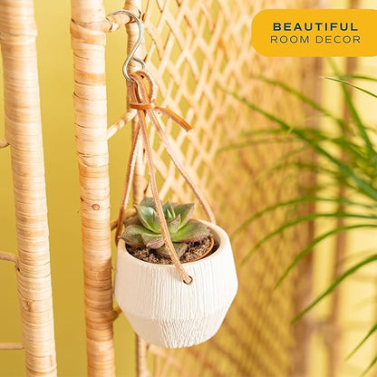 Costa Farms Succulent Plant, Live Indoor Mini Succulent Plant in Hanging Basket Succulents Plant Pot, Potting Soil Mix, Grower's Choice, Easy Grow Houseplant, Home and Room Decor, 2-Inches Tall