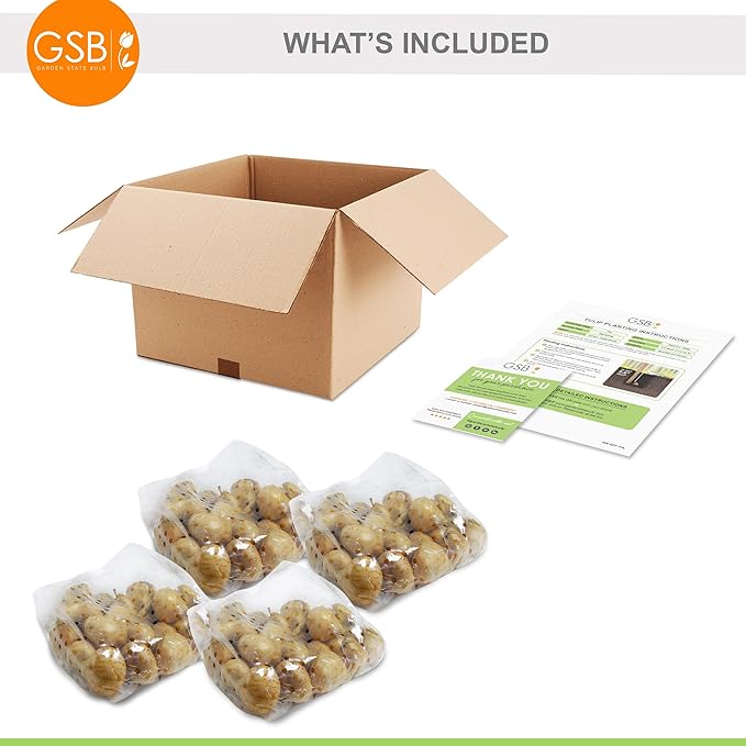 Garden State Bulb Fosteriana White Emperor Tulip Flower Bulbs, 12/+ cm, Fall Planting (Bag of 100)