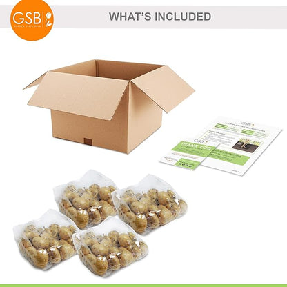 Garden State Bulb Fosteriana White Emperor Tulip Flower Bulbs, 12/+ cm, Fall Planting (Bag of 100)