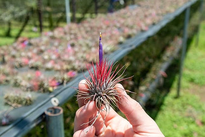 12 Pack Air Plants Ionantha Mexican-Colors and Shape Varies Due to Seasonality-Live Tillandsia Succulent for House Air Plants Holder-Available in Wholesale and Bulk-Easy Care Indoor and Outdoor Plants