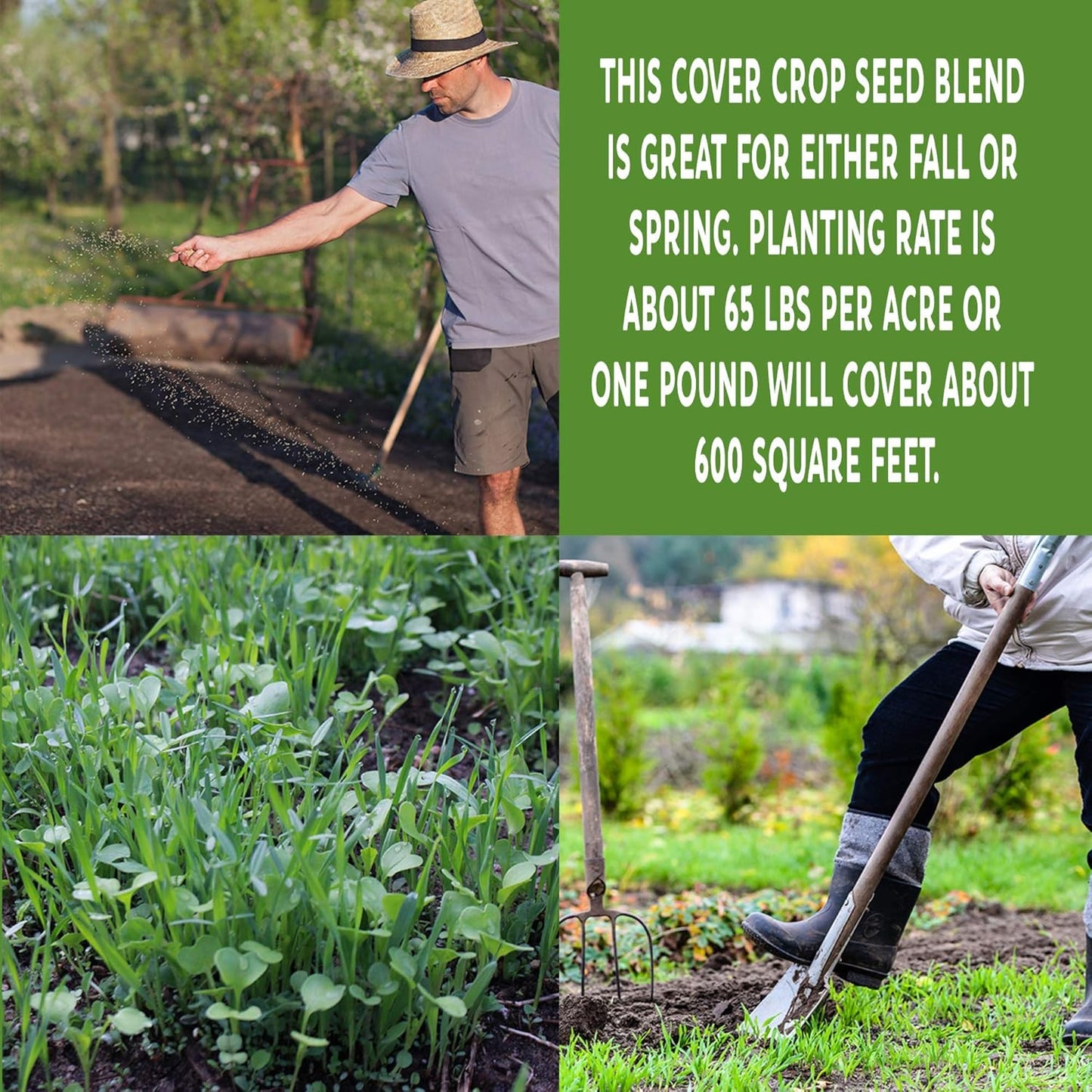 No-Till Farm and Garden Cover Crop Mix Seeds - 1 Lbs - Blend of Gardening Cover Crop Seeds: Hairy Vetch, Daikon Radish, Forage Collards, Triticale, More