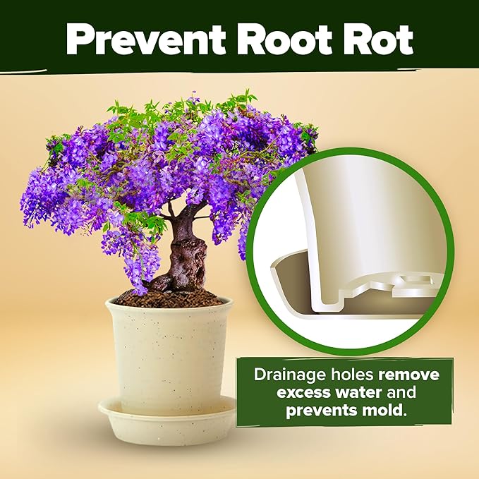 Bonsai Tree Kit 𝗨𝗦𝗔 Gifts for Men & Women - Grow 4 Bonsai Trees - Unique Gardening Crafts for Adults, DIY Hobbies for Plant Lovers & Gardeners - Unusual Christmas Gift Ideas for Mom & Dad