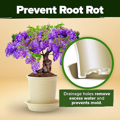 Bonsai Tree Kit 𝗨𝗦𝗔 Gifts for Men & Women - Grow 4 Bonsai Trees - Unique Gardening Crafts for Adults, DIY Hobbies for Plant Lovers & Gardeners - Unusual Christmas Gift Ideas for Mom & Dad