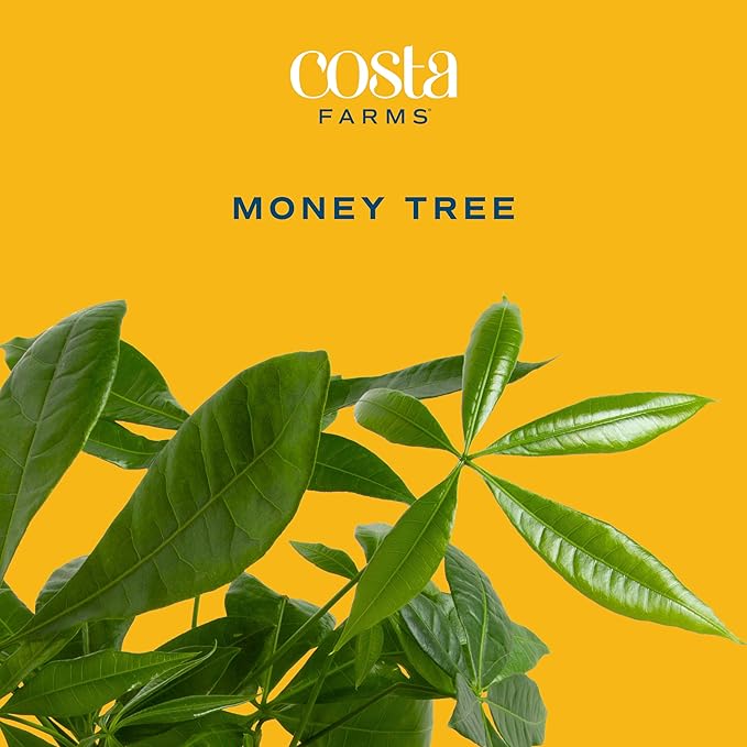 Costa Farms Money Tree, Large, Live Indoor Plant, Easy to Grow Pachira House Plant Gift, Home Décor, 3-4 Feet Tall in Nursery Pot