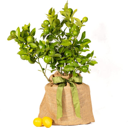 Sympathy Gift Meyer Lemon Tree, Live Fruit Tree That Bears Juicy, Sweet Lemons, Living Memorial Gift, Thoughtful Remembrance Keepsake by The Magnolia Company, No Ship to TX, LA, AZ, AL, CA