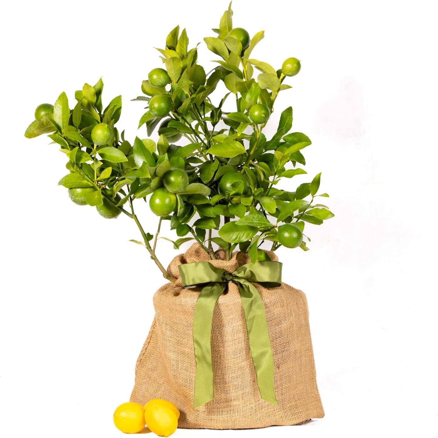 Meyer Lemon Gift Tree, Dwarf Fruit Tree with Sweet Juicy Lemons, Live Indoor and Outdoor Citrus Plant, Housewarming Gift by The Magnolia Company, No Shipping to TX, LA, AZ, AL, CA