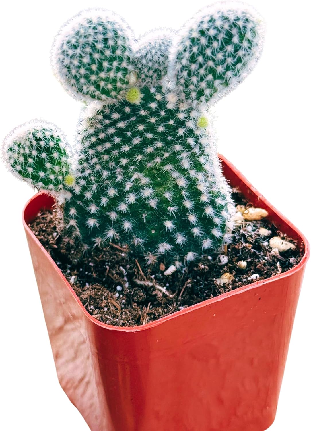 Succulents Plants Live 2inch Live Mini Succulent Plants, Easy Care House Plants Rooted in Succulent Soil Mix, by The Succulent Cult (Bunny Ear Cactus, 2 Inch)